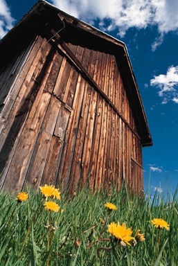 Learn About Wild Edible and Medicinal Plants