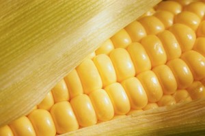 The Health Risks of Genetically Modified Corn