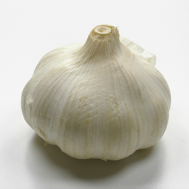 A head of garlic