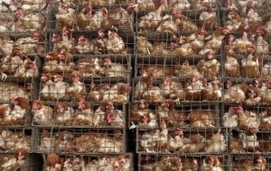 Battling Battery Cages