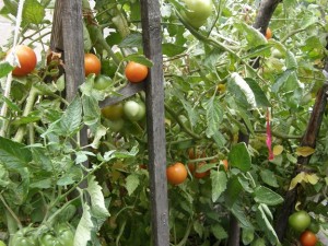 Homegrown tomatoes