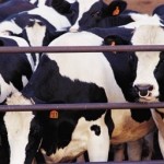 Cattle