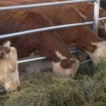 Cattle in a farm