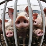 Pigs suffering