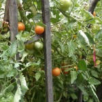 Homegrown tomatoes